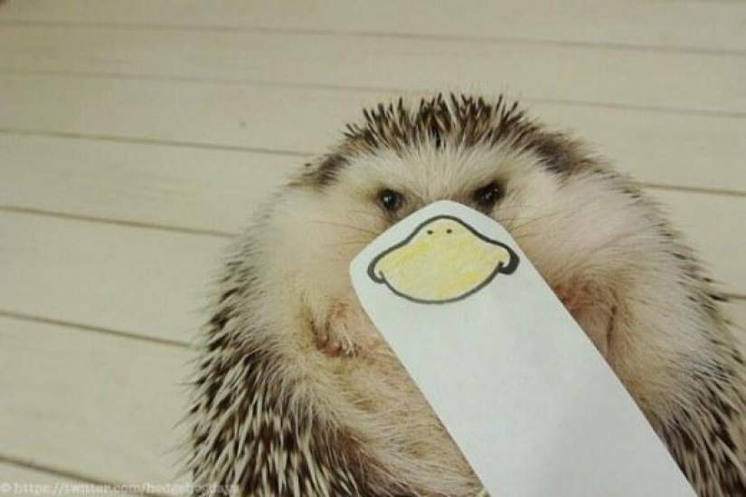 Marutaro es el erizo más emotivo Marutaro es el erizo más emotivo