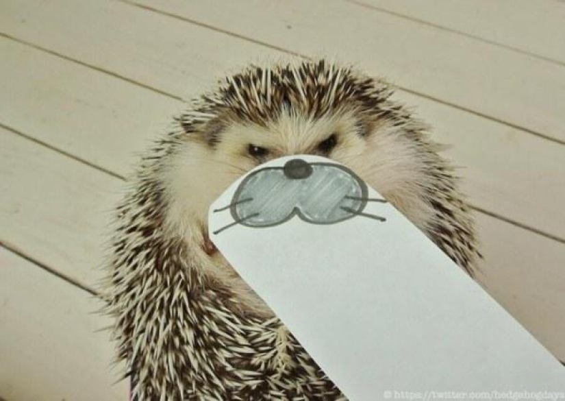 Marutaro es el erizo más emotivo Marutaro es el erizo más emotivo