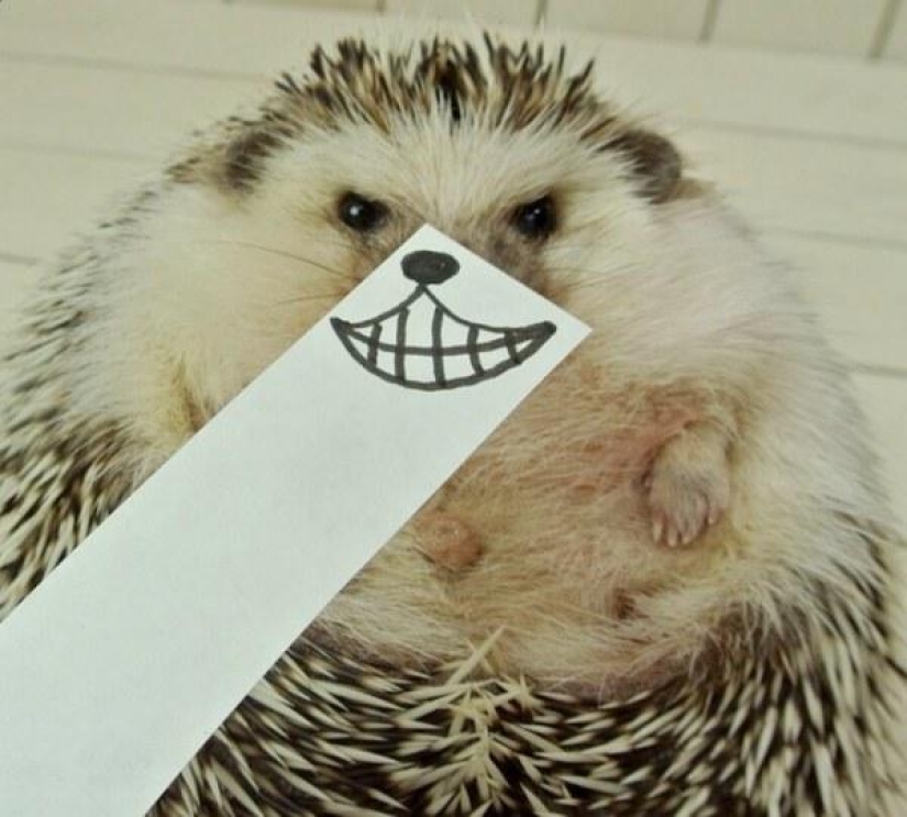 Marutaro es el erizo más emotivo Marutaro es el erizo más emotivo