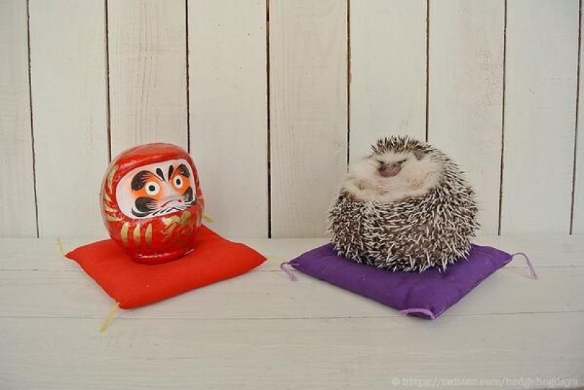 Marutaro es el erizo más emotivo Marutaro es el erizo más emotivo