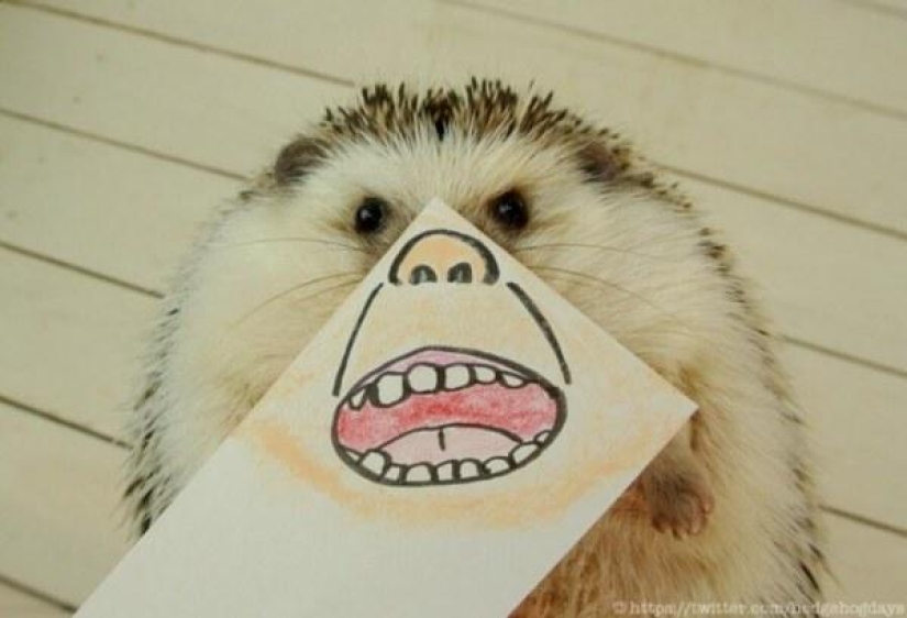 Marutaro es el erizo más emotivo Marutaro es el erizo más emotivo