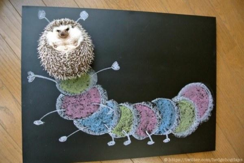 Marutaro is the most emotional hedgehog