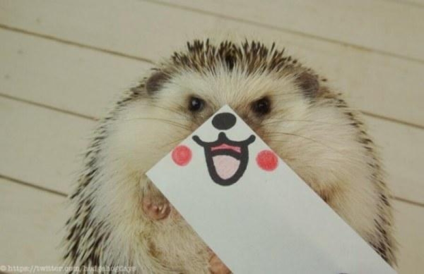 Marutaro is the most emotional hedgehog