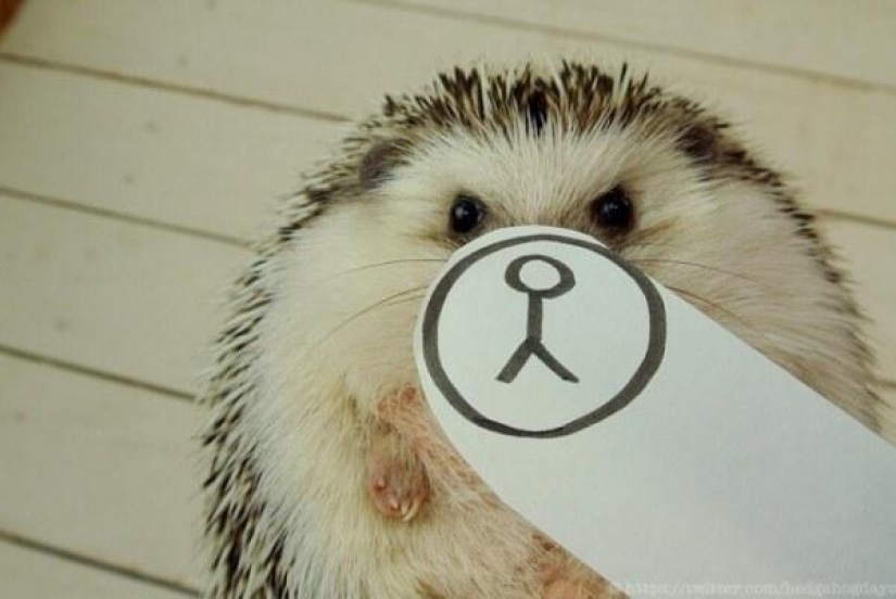 Marutaro is the most emotional hedgehog