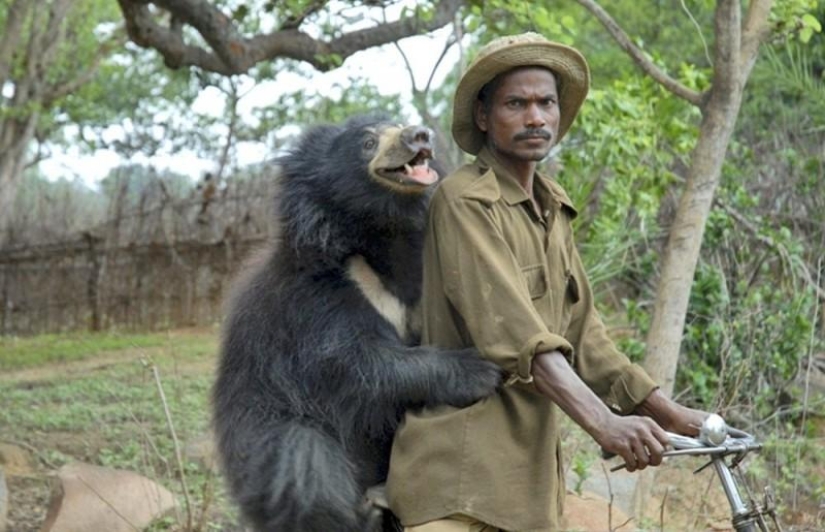 Mascota inusual: un oso domesticado en una familia india Mascota inusual: un oso domesticado en una familia india