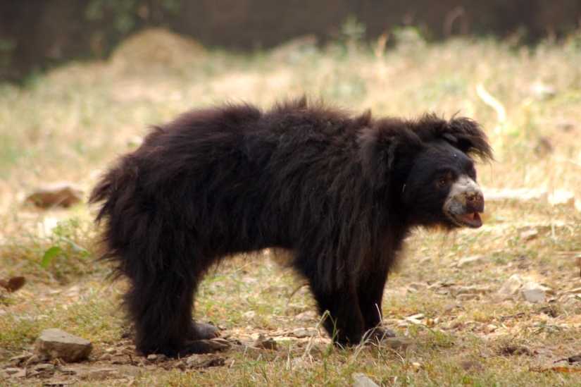 Mascota inusual: un oso domesticado en una familia india Mascota inusual: un oso domesticado en una familia india