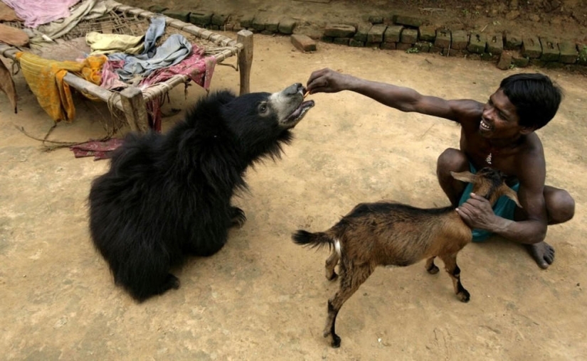 Mascota inusual: un oso domesticado en una familia india Mascota inusual: un oso domesticado en una familia india