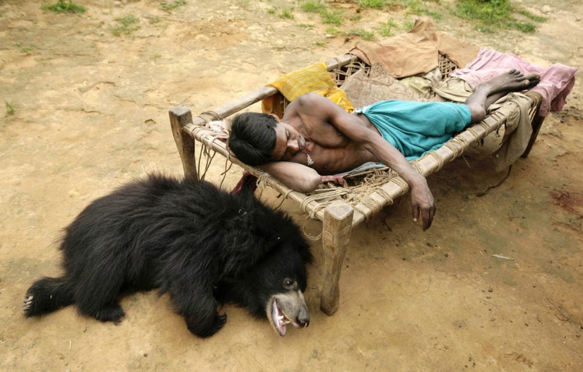 Mascota inusual: un oso domesticado en una familia india Mascota inusual: un oso domesticado en una familia india