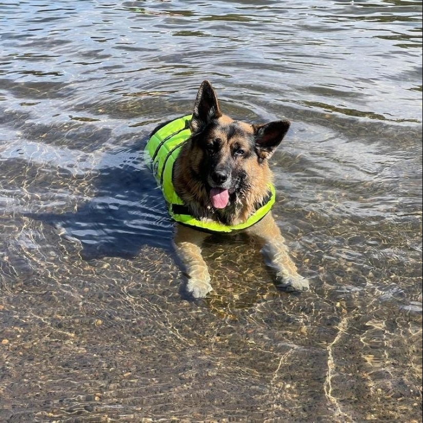 Master, learn! 12 furry fluffies showed how to escape from the heat