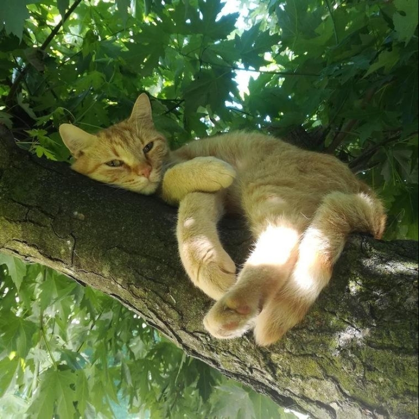 Master, learn! 12 furry fluffies showed how to escape from the heat