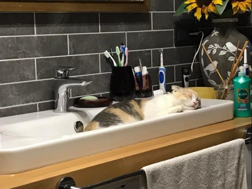 Master, learn! 12 furry fluffies showed how to escape from the heat