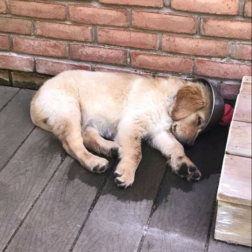 Master, learn! 12 furry fluffies showed how to escape from the heat