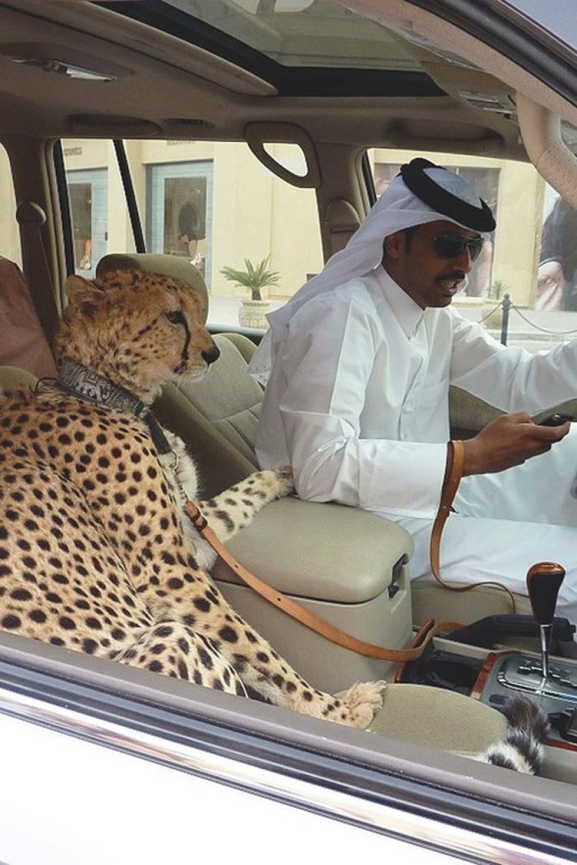 Meanwhile in Dubai Meanwhile in Dubai