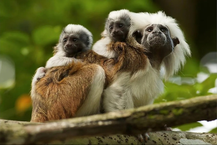 Meet 12 Incredible Conservation Heroes Saving Our Wildlife From Extinction