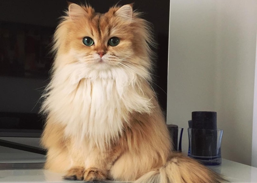 Meet Smoothie, the most photogenic cat in the world