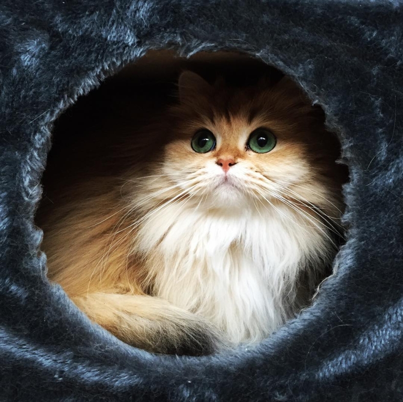 Meet Smoothie, the most photogenic cat in the world