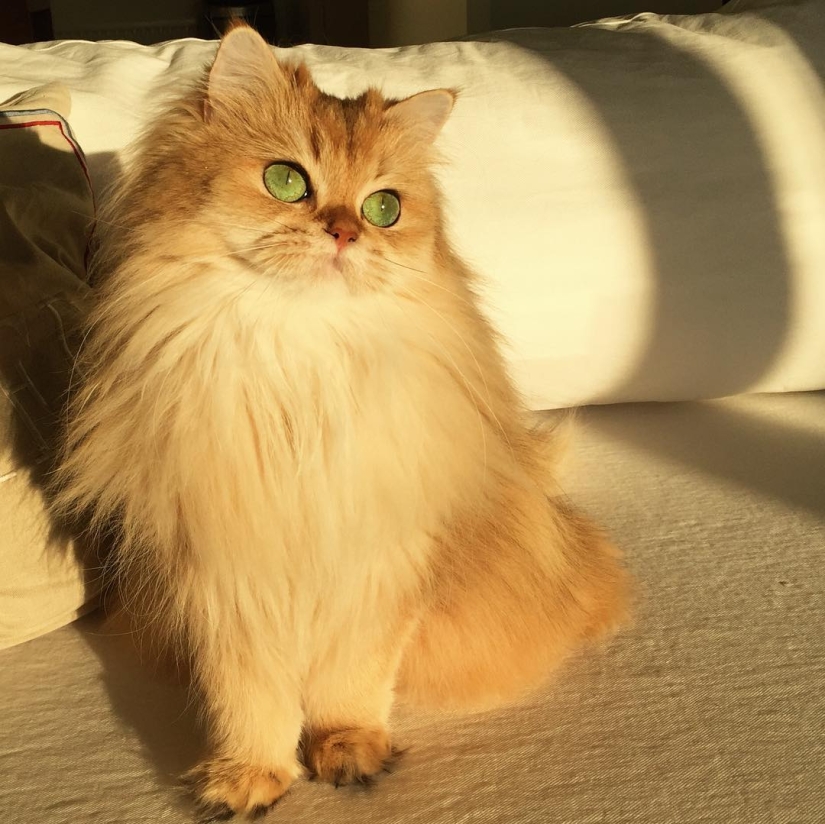 Meet Smoothie, the most photogenic cat in the world