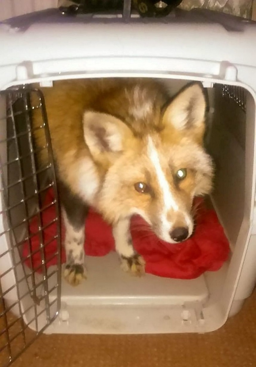 Meet the fox who thinks she's a dog