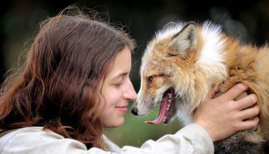 Meet the fox who thinks she's a dog