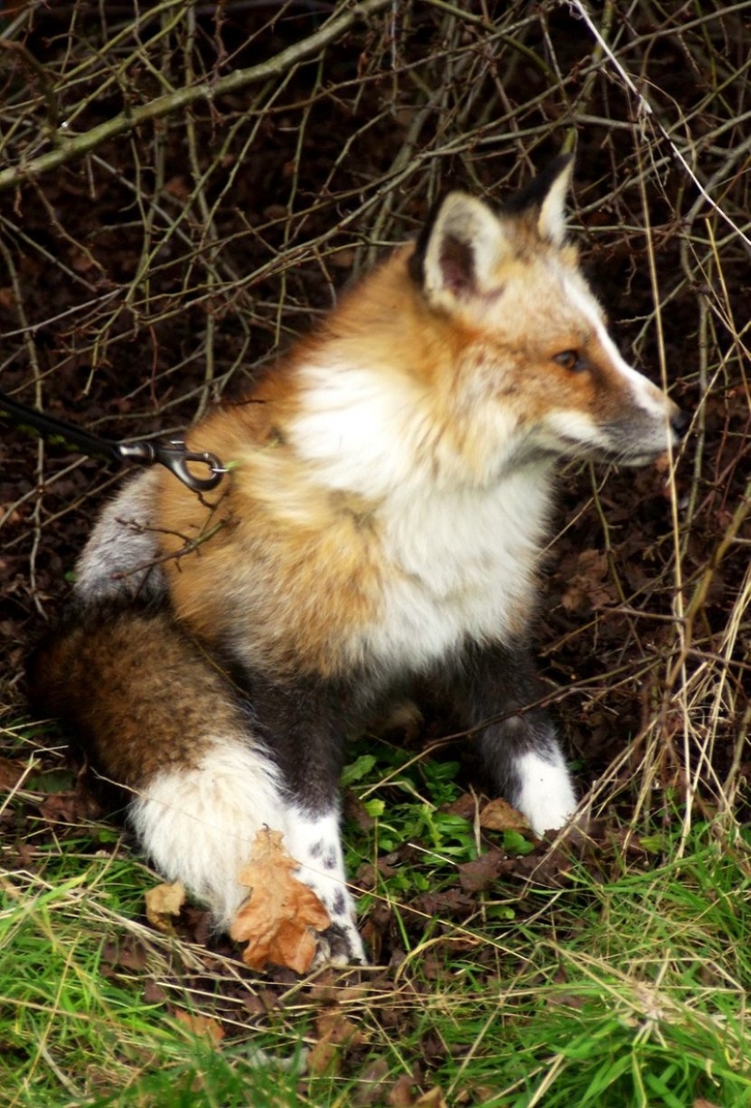 Meet the fox who thinks she's a dog