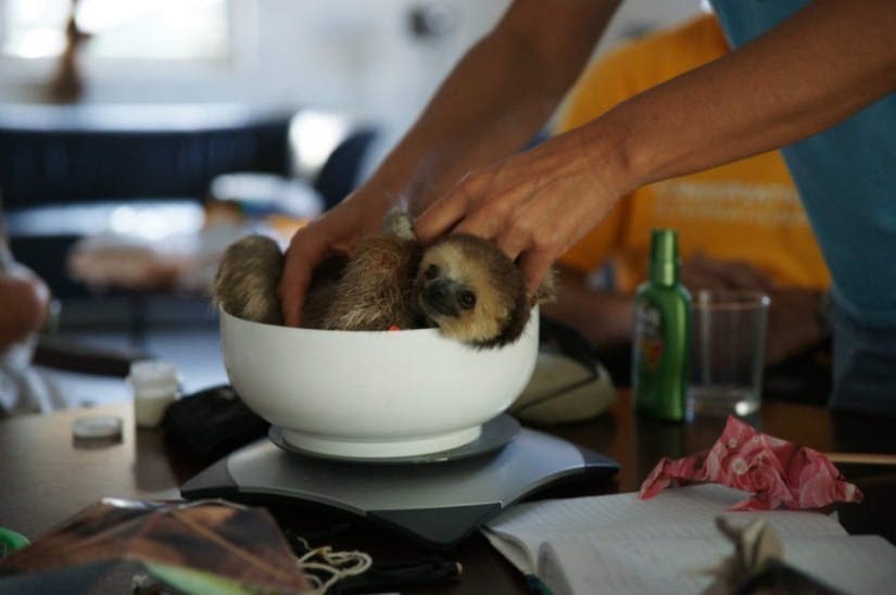 Meet the woman who lives with 200 sloths Meet the woman who lives with 200 sloths