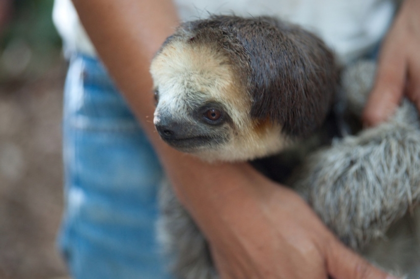 Meet the woman who lives with 200 sloths Meet the woman who lives with 200 sloths