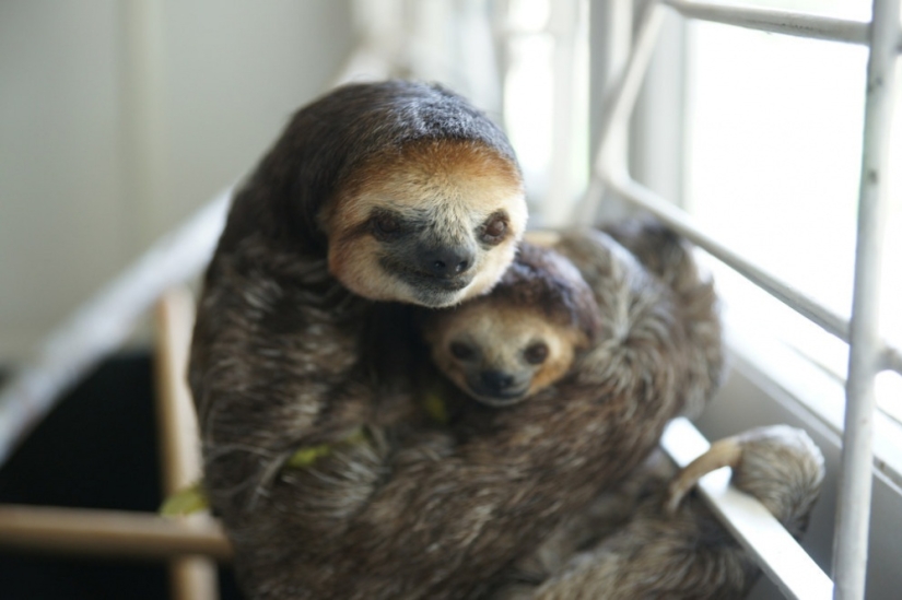Meet the woman who lives with 200 sloths Meet the woman who lives with 200 sloths