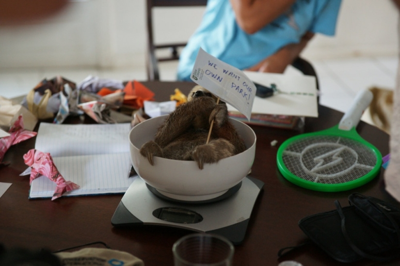 Meet the woman who lives with 200 sloths Meet the woman who lives with 200 sloths