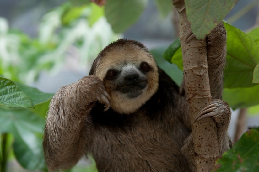 Meet the woman who lives with 200 sloths Meet the woman who lives with 200 sloths