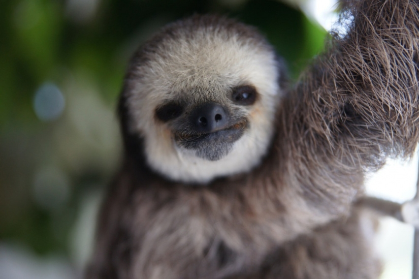 Meet the woman who lives with 200 sloths Meet the woman who lives with 200 sloths