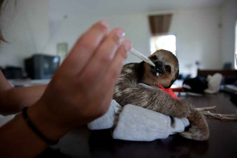 Meet the woman who lives with 200 sloths Meet the woman who lives with 200 sloths
