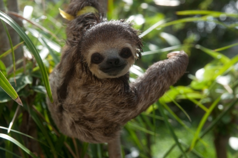 Meet the woman who lives with 200 sloths Meet the woman who lives with 200 sloths
