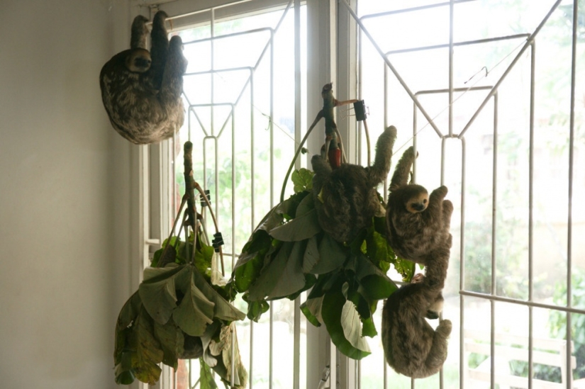 Meet the woman who lives with 200 sloths Meet the woman who lives with 200 sloths