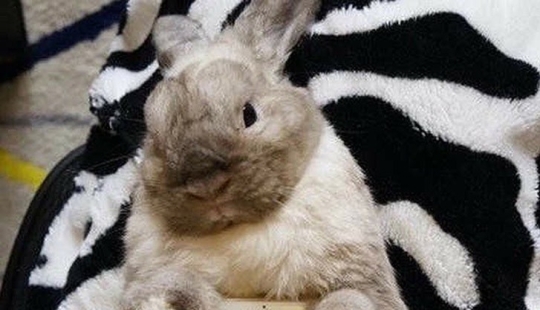 Meme: Caso de conejo Meme: Caso de conejo