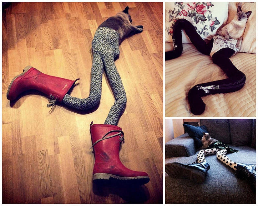 Meme: cat in pantyhose