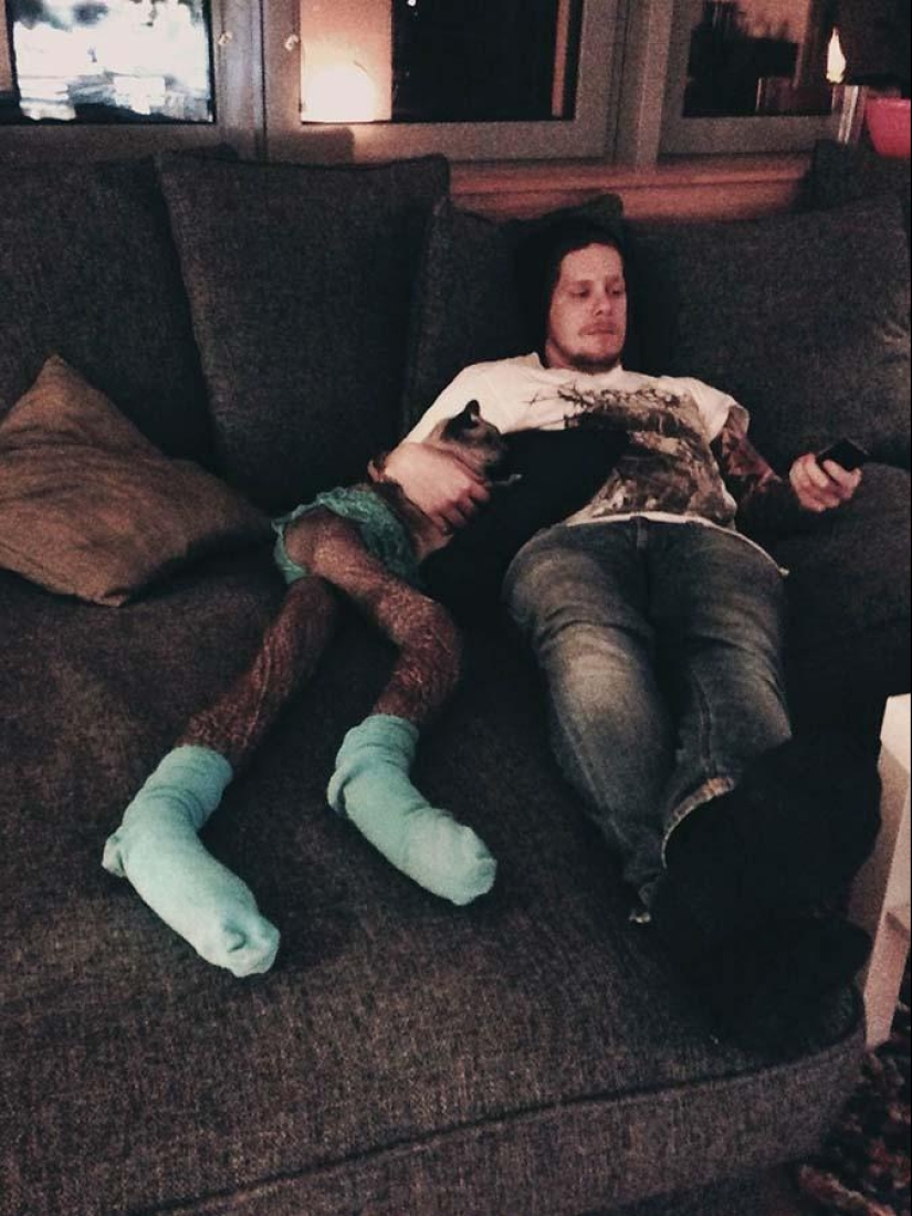 Meme: cat in pantyhose