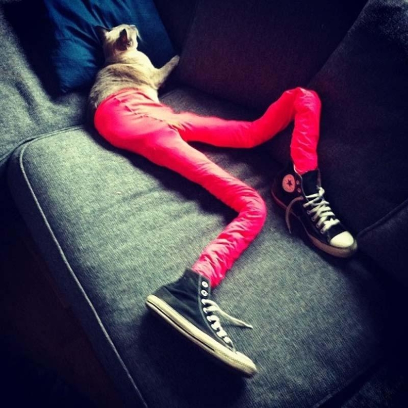 Meme: cat in pantyhose