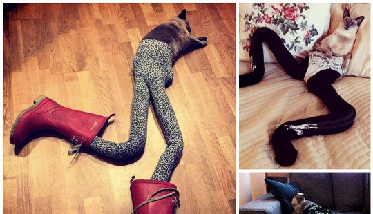 Meme: cat in pantyhose