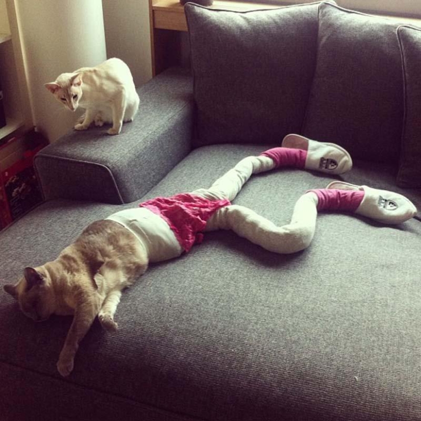 Meme: cat in pantyhose