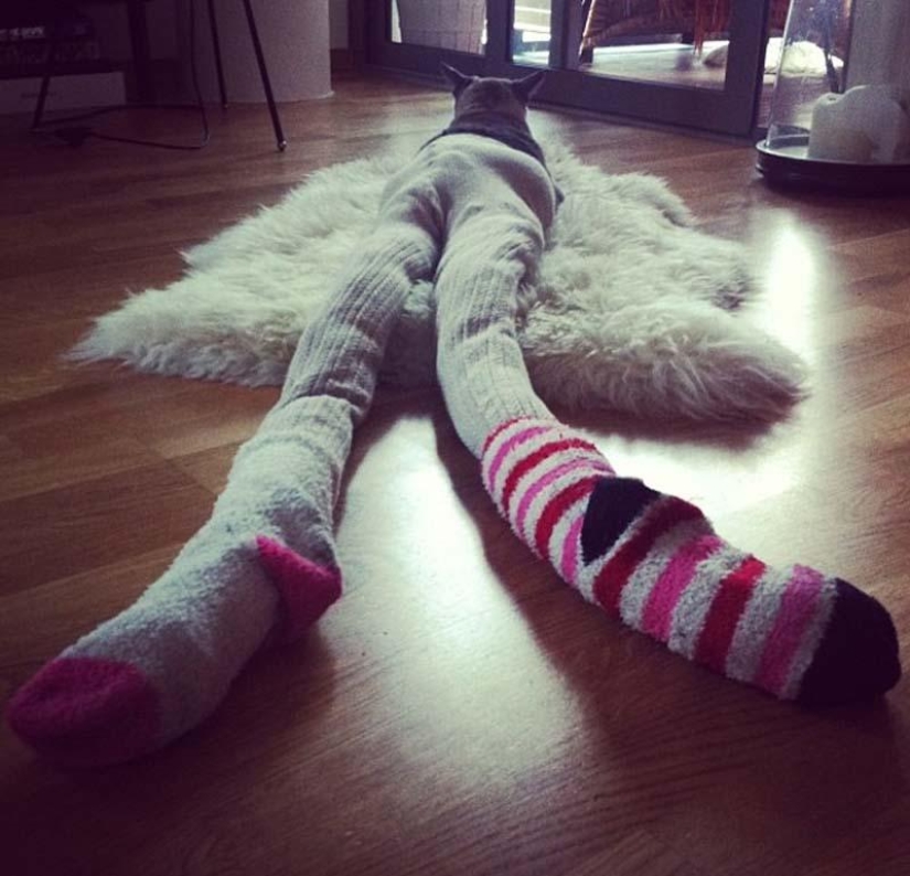 Meme: gato en pantimedias