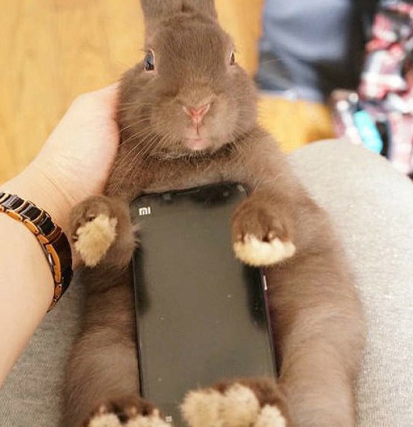 Meme: Rabbit-case