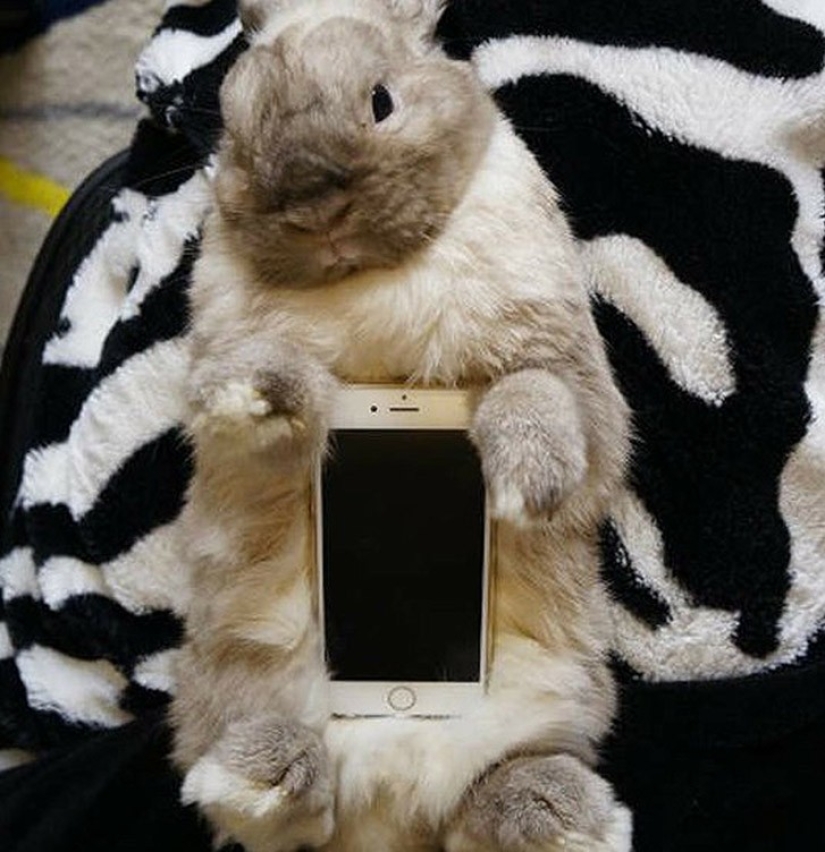 Meme: Rabbit-case