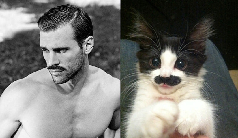 men and cats men and cats