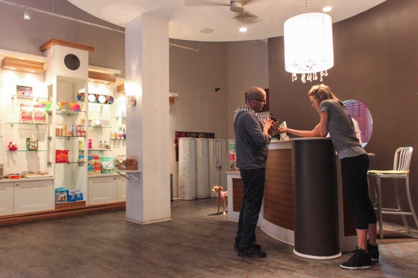 Menos de $ 200 por noche: New York Dog Hotel Menos de $ 200 por noche: New York Dog Hotel