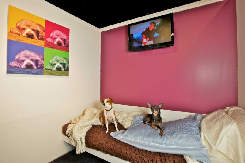 Menos de $ 200 por noche: New York Dog Hotel Menos de $ 200 por noche: New York Dog Hotel