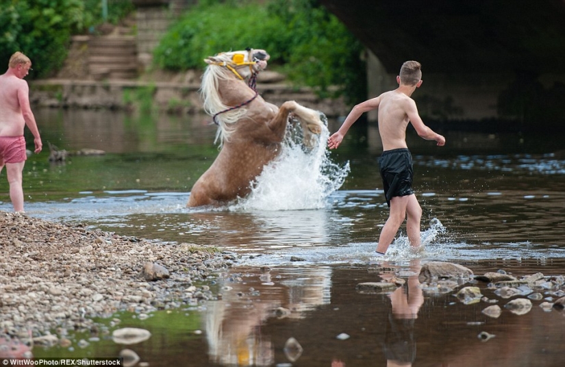 Mezclados en un grupo de caballos, personas: lo que miles de gitanos están haciendo en la Feria del Caballo de Appleby Mezclados en un grupo de caballos, personas: lo que miles de gitanos están haciendo en la Feria del Caballo de Appleby