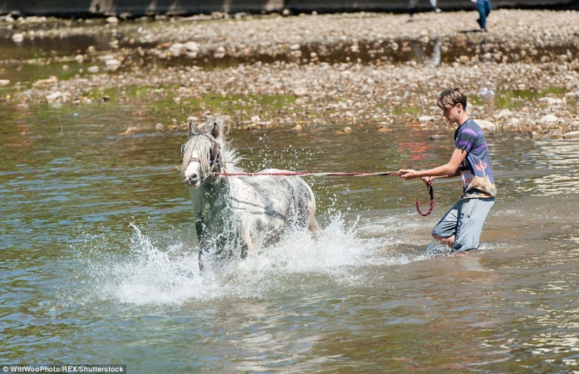 Mezclados en un grupo de caballos, personas: lo que miles de gitanos están haciendo en la Feria del Caballo de Appleby Mezclados en un grupo de caballos, personas: lo que miles de gitanos están haciendo en la Feria del Caballo de Appleby