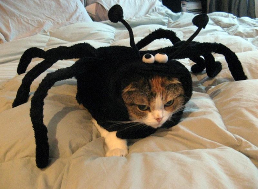 ¡Mi maestro es un idiota!