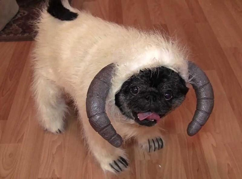 ¡Mi maestro es un idiota!