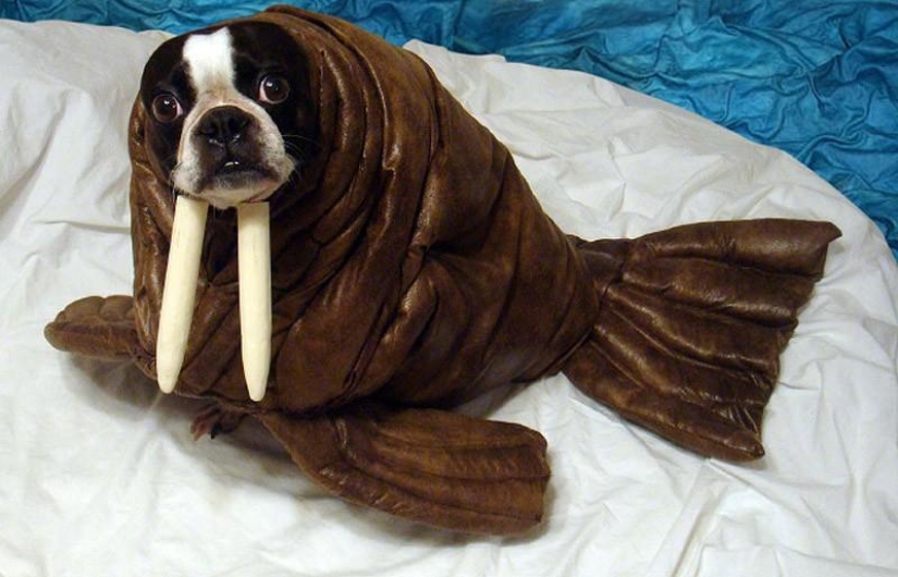 ¡Mi maestro es un idiota!